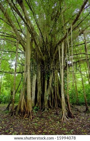 amazon jungle tree stock photo  shutterstock