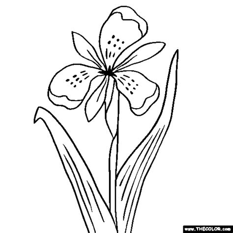 flowers  coloring pages thecolorcom