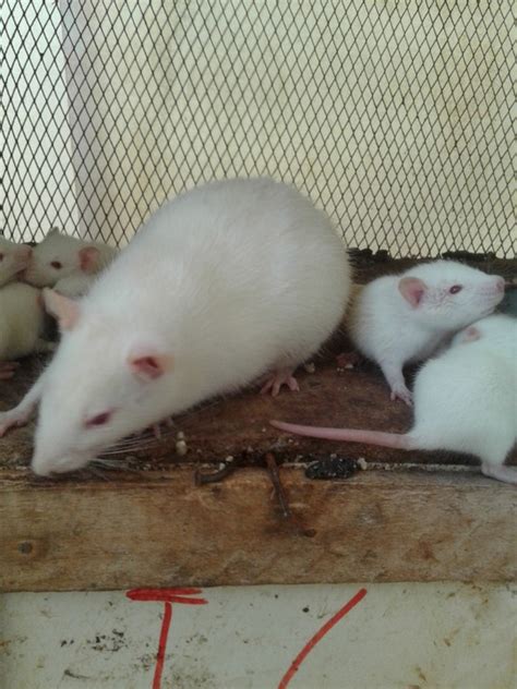 white rat albino rat or laboratory rat for sale use for experiments