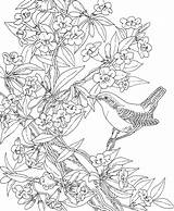 Coloring Carolina South Bird Wren State Pages Jessamine Yellow Flower Printable Birds Supercoloring Alabama Adult Printables Sheets Choose Board Color sketch template