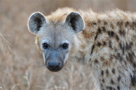 spotted hyena portrait hyena portrait animals