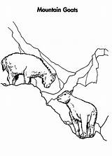 Mountain Goat Coloring Mating Pages Climbing Hill Color sketch template