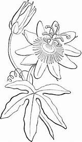 Passion Flower Drawing Embroidery Flowers Fruit Coloring Passiflora Drawings Sketch Outline Patterns Simple Botanical Pattern Tutorials Pages Getdrawings Wood Book sketch template