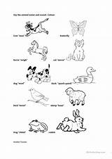 Sounds Animal Worksheets Worksheet Printable Esl Names Made sketch template