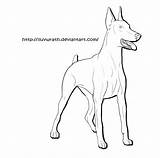 Doberman Drawing Getdrawings Drawings sketch template