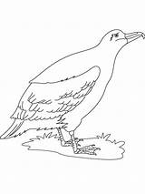 Albatross Coloring Pages Bird Cute Birds Recommended Coloringbay Template 658px 16kb sketch template