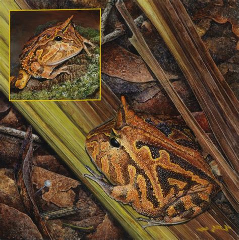 amazon horned frogs artists  conservation