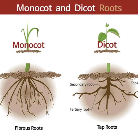 types  roots   trees plants  flowers