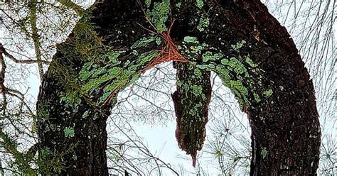 Tree Dick Imgur