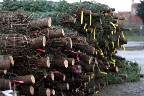 brexit leaves britain pining  christmas trees   european