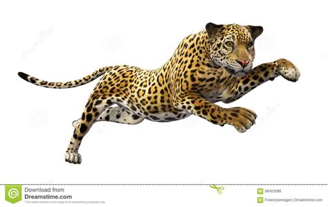 jaguar die wild die dier springen op wit wordt geïsoleerd stock illustratie illustratie