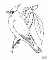 Waxwing Perched Blackbird Winged Supercoloring Designlooter sketch template