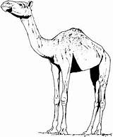 Dromedary Dromadaire Dromedario Camels Ausmalbilder Coloriage African Coloriages Supercoloring sketch template