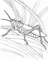 Grasshopper Grasshoppers Realistic sketch template