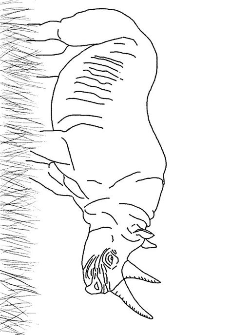 coloring page rhino animal coloring pages