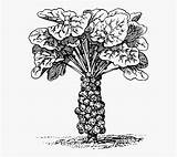 Botany Brussel Sprouts Biology Vegetable sketch template