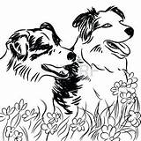 Collie Coloring Pages Border Field Dogs Flower Two Getcolorings Print Printable Outline Drawing Stock sketch template
