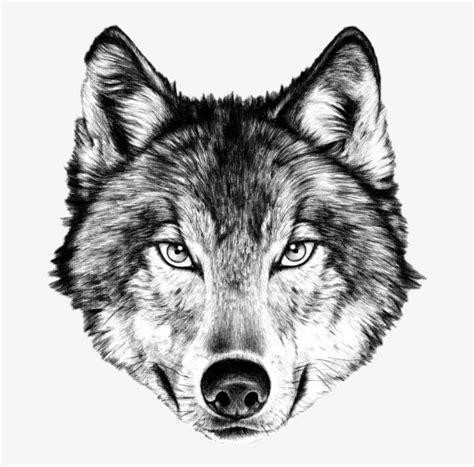 wolf face png wolf face drawing transparent png     nicepng