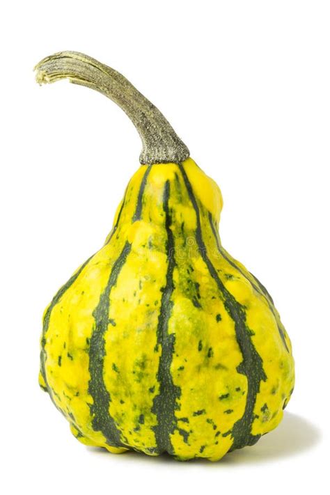 green yellow gourd stock photo image  thanksgiving
