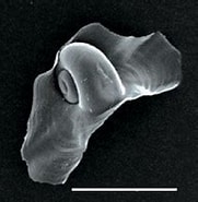 Afbeeldingsresultaten voor "cardiapoda Placenta". Grootte: 180 x 141. Bron: tolweb.org