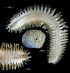 Image result for "harmothoe Aspera". Size: 102 x 106. Source: www.marinespecies.org