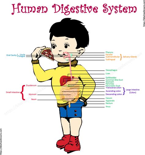 digestive system  kids human digestive system human body facts