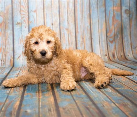 small poodle mixes  adorable curly poodle mix dogs