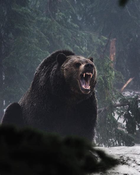 grizzly bear roar rnatureisfuckinglit