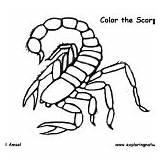 Scorpion Spiders Coloring Scorpions Category sketch template