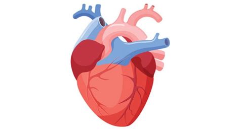 gambar jantung penjelasan fungsi  kerja  penyakit jantung