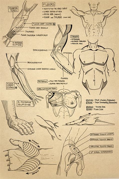 anatomy sketchbook  behance