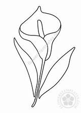 Calla Lily Flowerstemplates sketch template