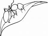 Hormigas Hormiga Ants Mewarnai Colorare Formica Daun Formiche Dibujar Foglia Animada Hoja Cicala Bully Coloringme Semut Bambini Disegnare sketch template