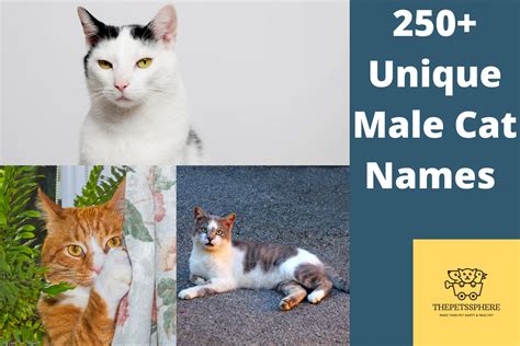 unique male cat names    love  boy cat names