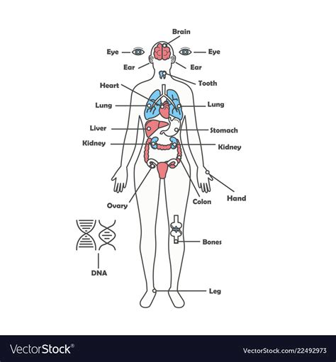 female human anatomy body internal organs vector image