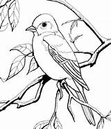 Coloring Bird Pages Blue Eastern Bluebird Idea Printable Getcolorings Color sketch template