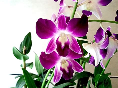 orchid flower   stock photo public domain pictures