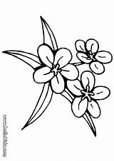 Coloring Pages Flower Flowers Drawing Jasmine Traceable Three Patterns Lily Pansy Tulip Color Drawings Outline Simple Clipart Colouring Bouquet Hearts sketch template