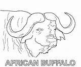 Buffalo Coloring Pages Animals Color Printable Animal sketch template