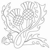 Thistle Scottish Coloring Drawing Scotch Pattern Quilt Getdrawings sketch template