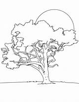 Coloring Tree Getdrawings Acacia Pages sketch template