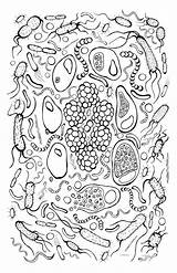 Coloring Bacteria Pages Virus Print Ages Getcolorings Getdrawings Poster Kids Uteer Color sketch template