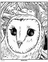 Owl Crayola sketch template