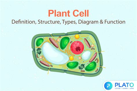 plant cell structure home design ideas