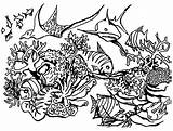 Reef Barrier Coral Corail Getdrawings Coloriage Coloriages Colorier Divyajanani sketch template