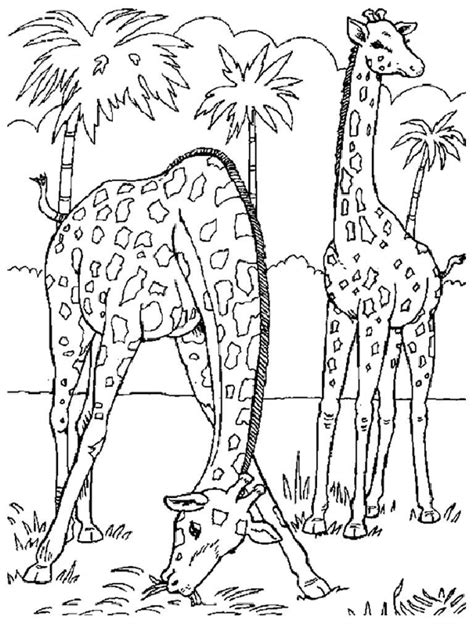 realistic animal coloring pages  print  getcoloringscom
