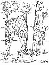 Coloring Pages Animal Realistic Print Printable Animals Jungle Getcolorings Color Cartoon sketch template