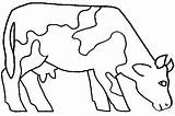 Vache Vacas Coloriage Vaca Toros Dessin Imprimir Colorir Incroyable Fattoria Toro Veau Colorier Avec Bueyes Pastando Colección Mulher Espaço Chachipedia sketch template