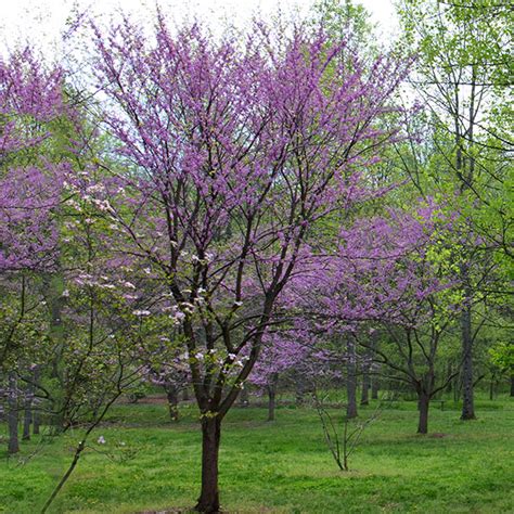 Bare Root Eastern Redbud Cercis Canadensis