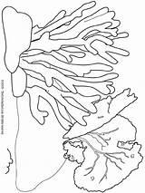 Coloring Pages Coral Reef Kids Printable Ocean Reefs Colouring sketch template